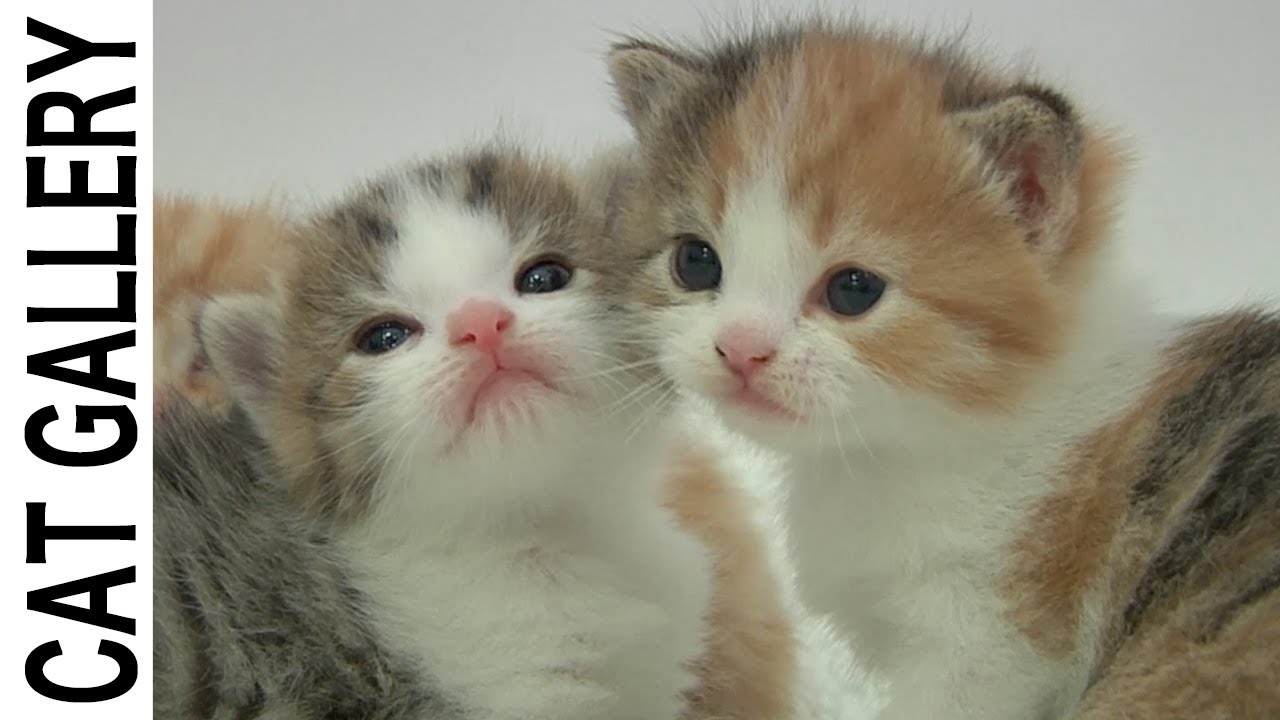もふ子猫の鳴き声が可愛い|マンチカン|