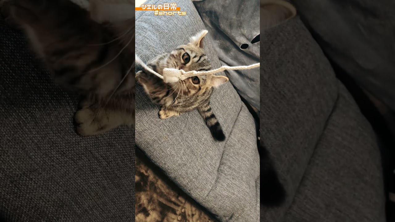 【蔵出し】声も見た目もキュートな子猫時代の激カワ映像　/キンカロー　マンチカン×アメリカンカール　#Shorts