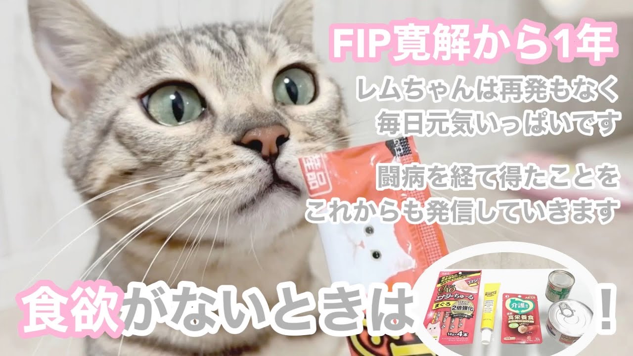 食欲不振のシルバーベンガルはなになら食べるの？