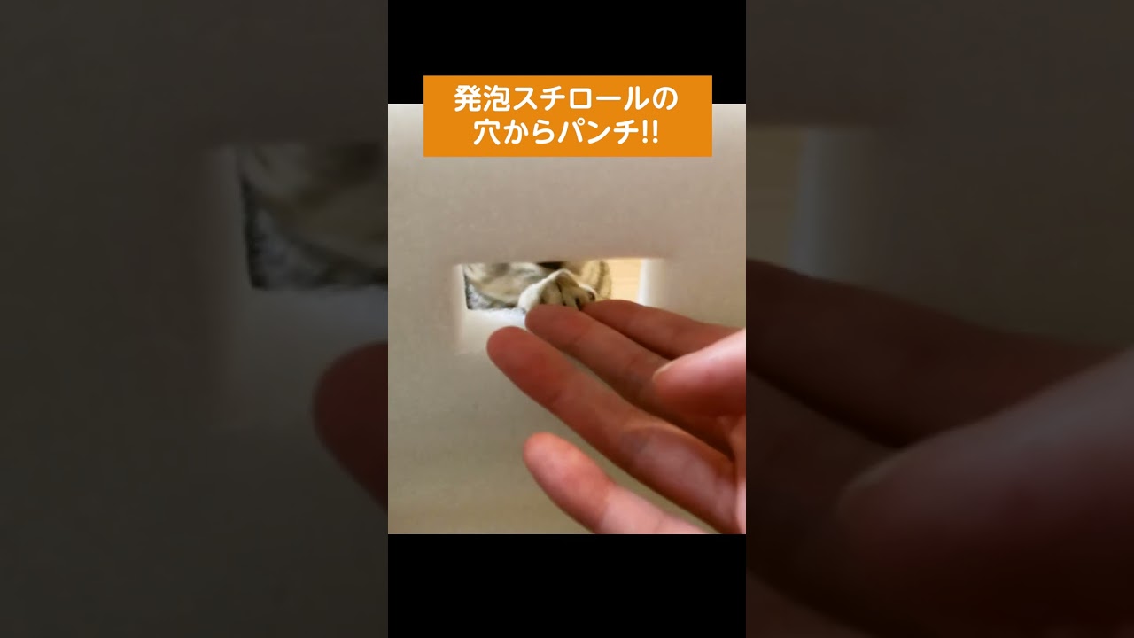 パンチが強い子猫【アメリカンショートヘアー】 #shorts #こねこ #アメショー