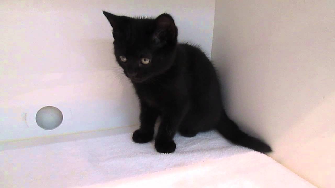 ボンベイ【パピードリーム】