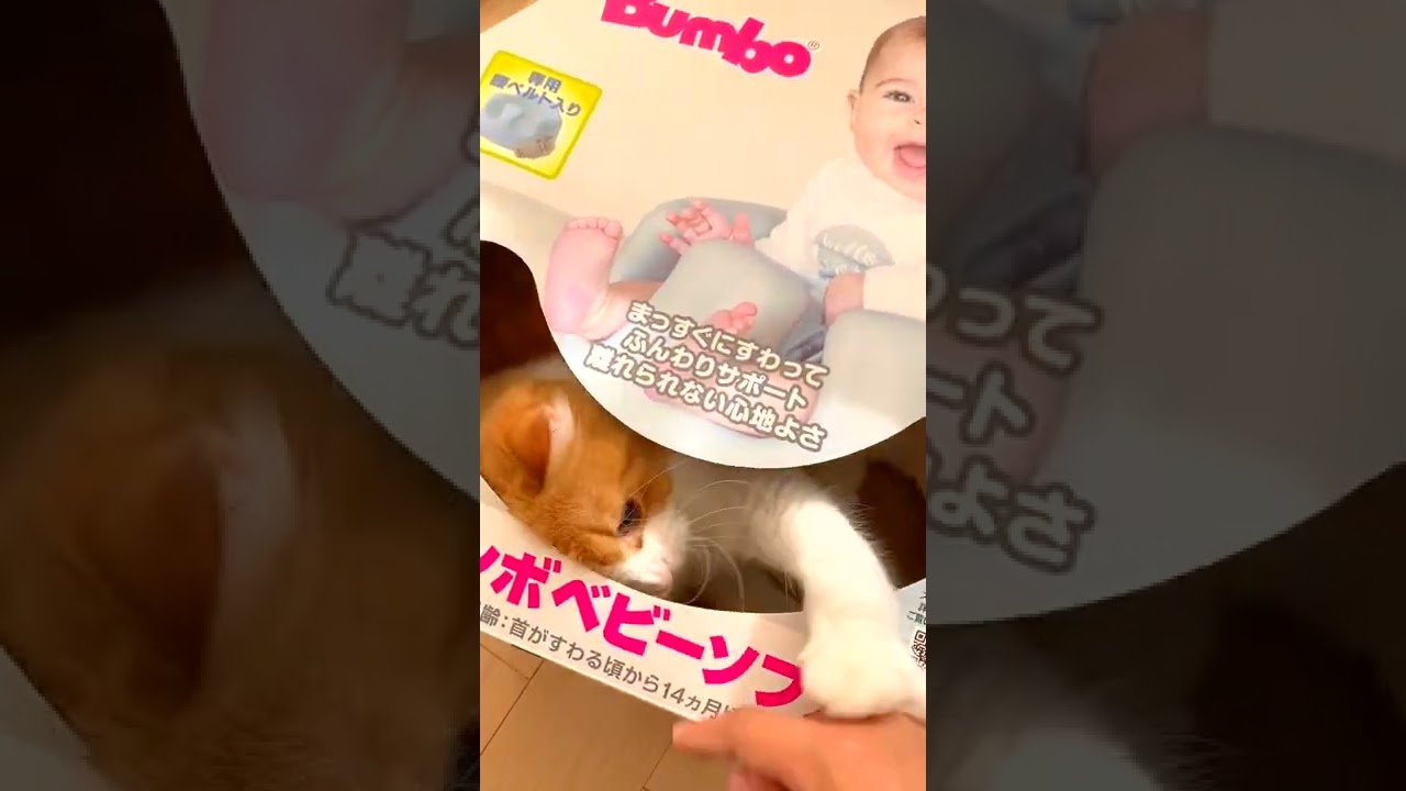 バンボに住んじゃった猫🐱 ［スコティッシュフォールド］ / CuteCat #Shorts​
