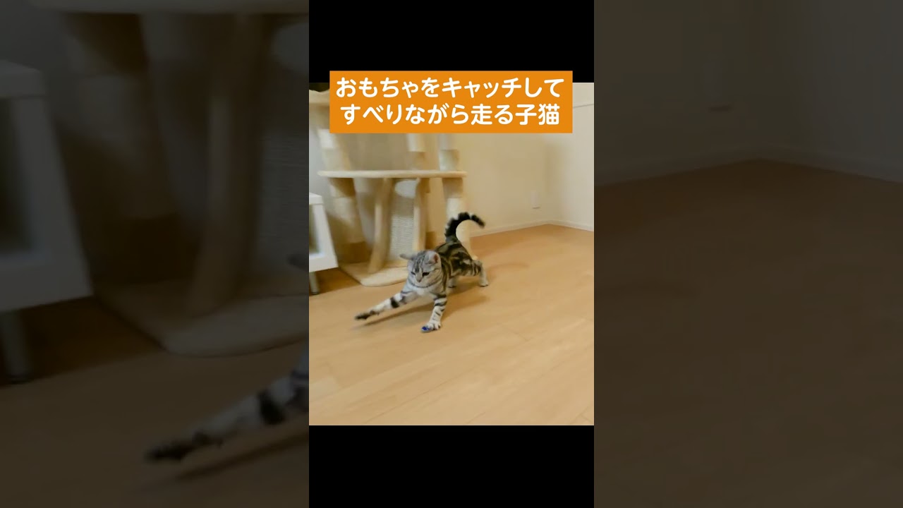 おもちゃをキャッチしてすべりながら走る子猫 #shorts #猫 #猫のいる暮らし