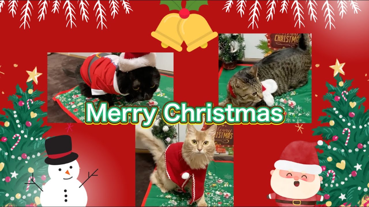 メリークリスマス🎄🎅🎂#猫#黒猫#ソマリ#キジトラ#コスプレ#クリスマス