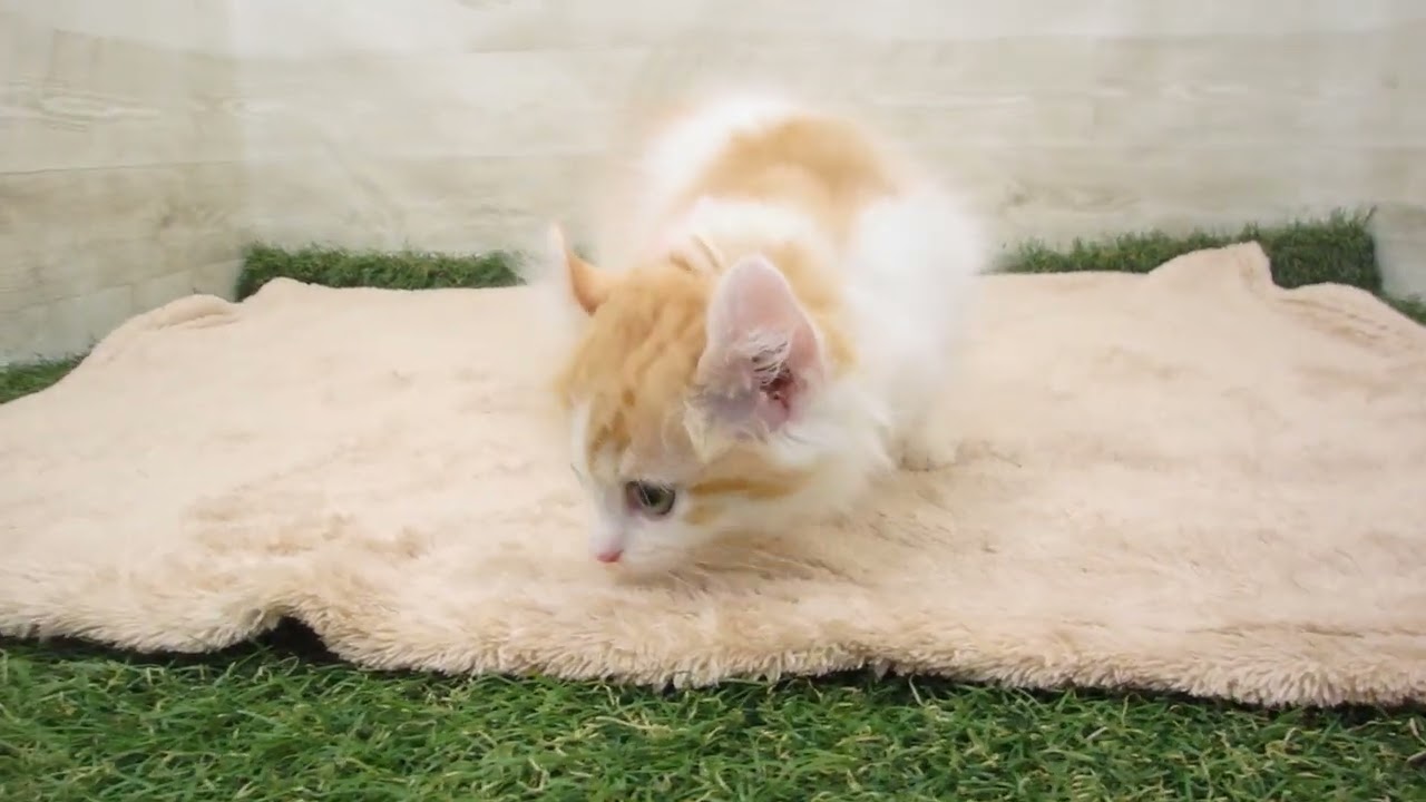 00586736 アメリカンカール