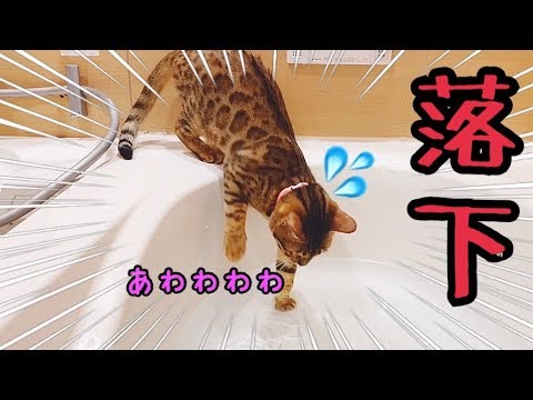 【悲報】ベンガル猫リンお風呂に落ちてびしょびしょに…