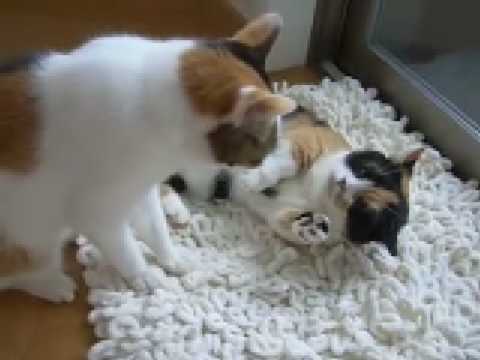 猫動画 短足マンチカンなっちゃん 日本猫ねここ 時々バトルいつもは仲良し cat fight movie