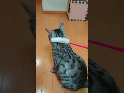 今日も元気なベンガル猫のあめ
