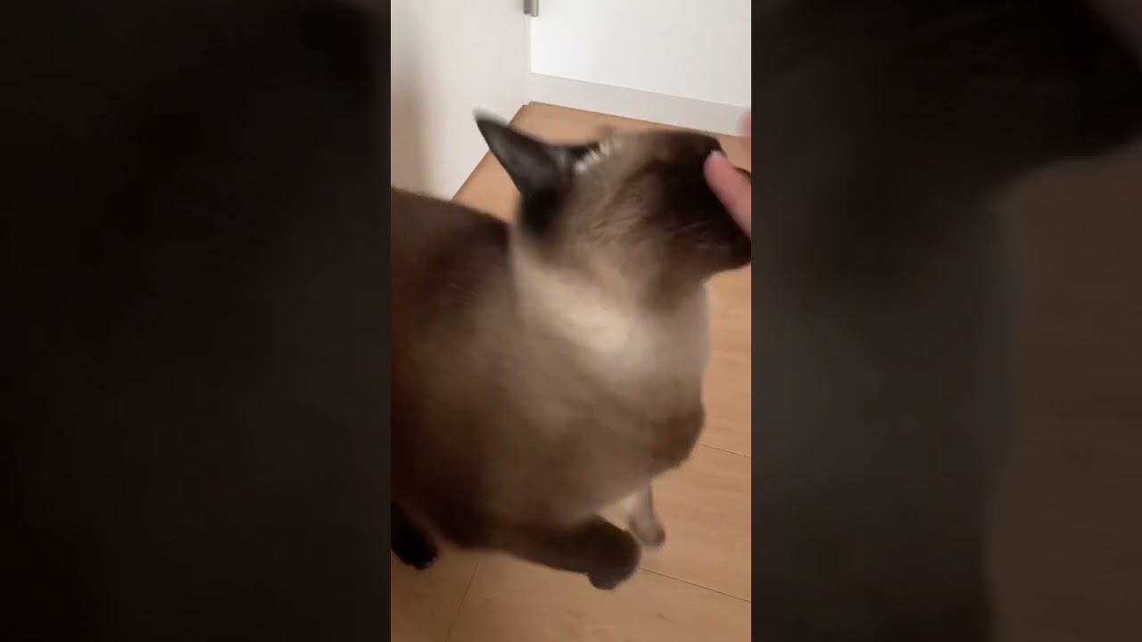 今日のシャム猫