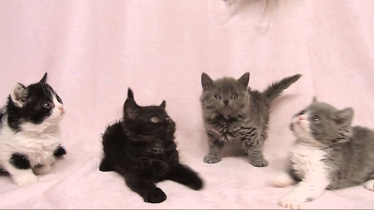 セルカークレックスの子猫たち