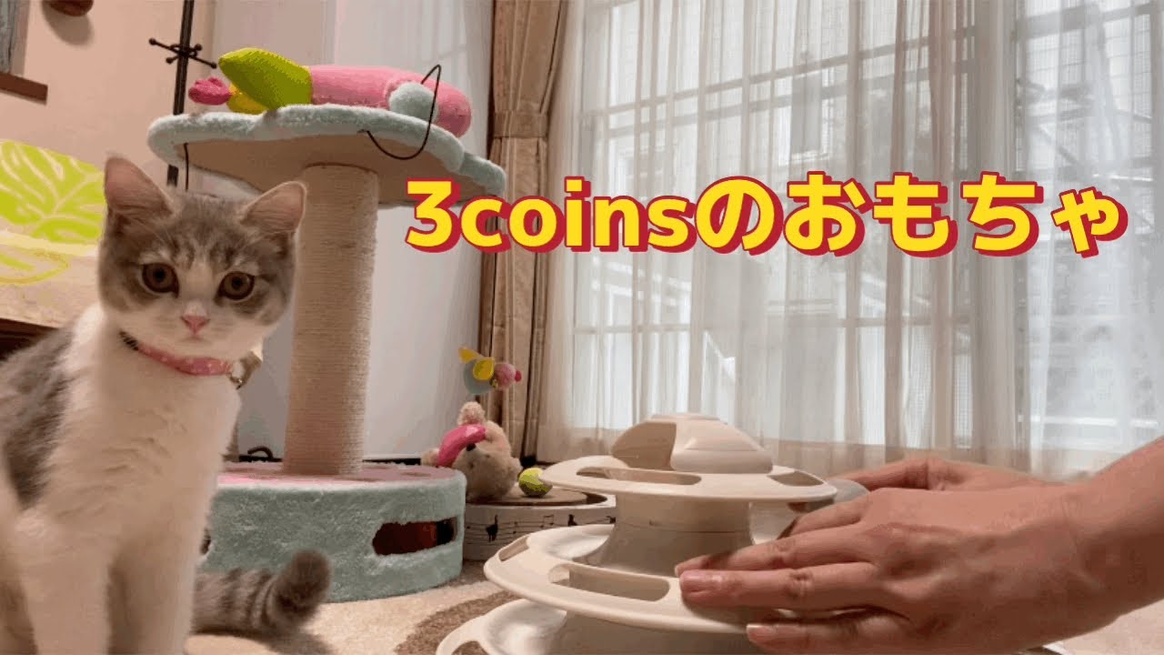3COINSのねこのおもちゃを購入　遊んでくれるかな？【スコティッシュフォールド】