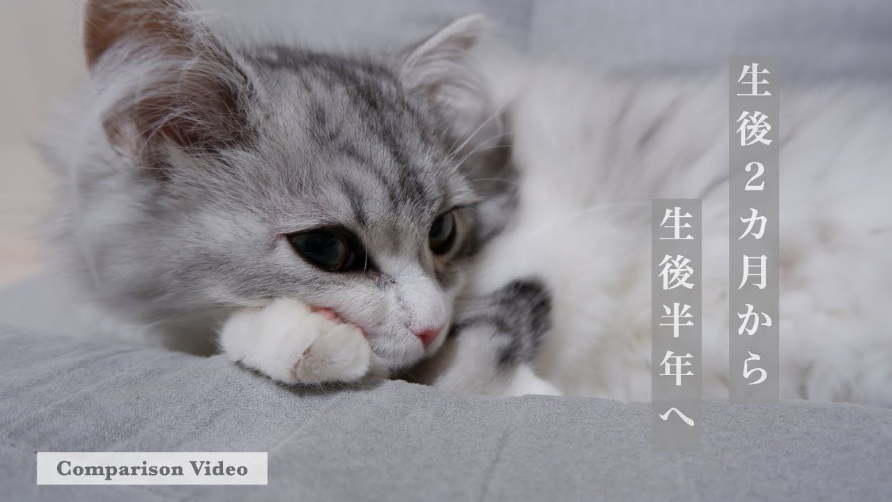 【サイベリアン】初めて家に来た日から3ヶ月後を比べてみたら、あまりにも大きくなってたw(おまけ付き)