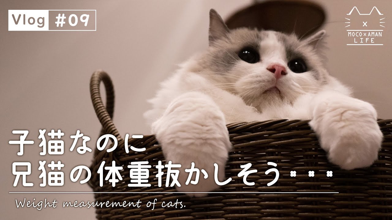 【暮らしvlog #09】子猫ラグドールの体重測定｜もふ猫の暮らし