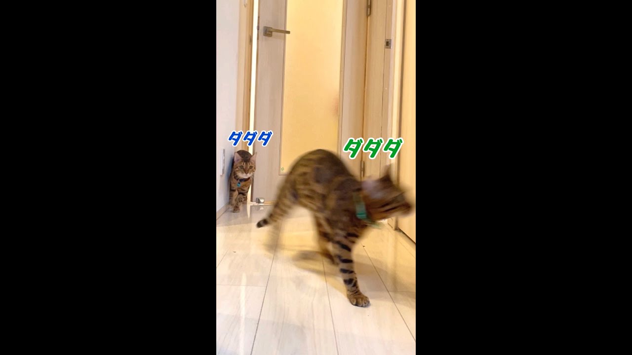 玄関脱走中の猫親子を怒ってみた #shorts