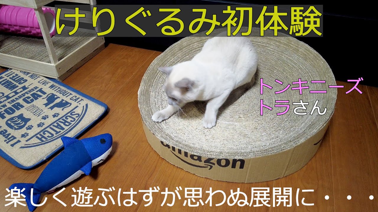 【初体験】【ロシアンブルー×トンキニーズ】トラさん初めてのけりぐるみ（＃95）