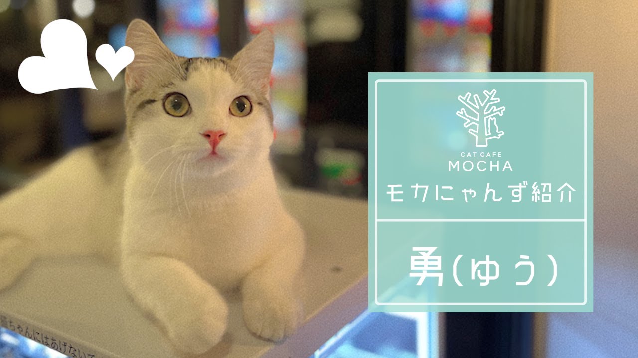 勇（スコティッシュフォールド♂）池袋東口店