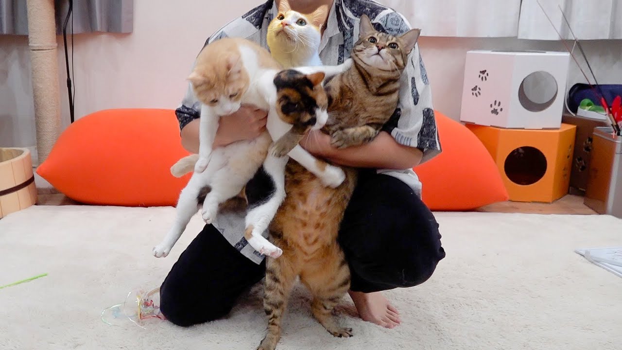 猫たちと過ごす大晦日