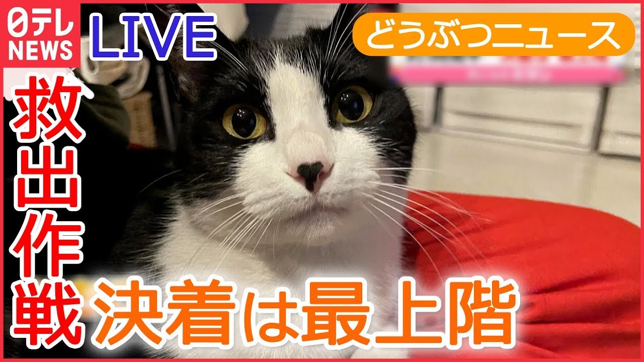 【動物ライブ】産婦人科病院で“誕生”　カモの親子が無事“退院” ネコ救出作戦/ラッコが“新技”/ レッサーパンダの風太君/ 三つ子の赤ちゃんチーター ーー動物ニュースまとめ（日テレNEWS LIVE）