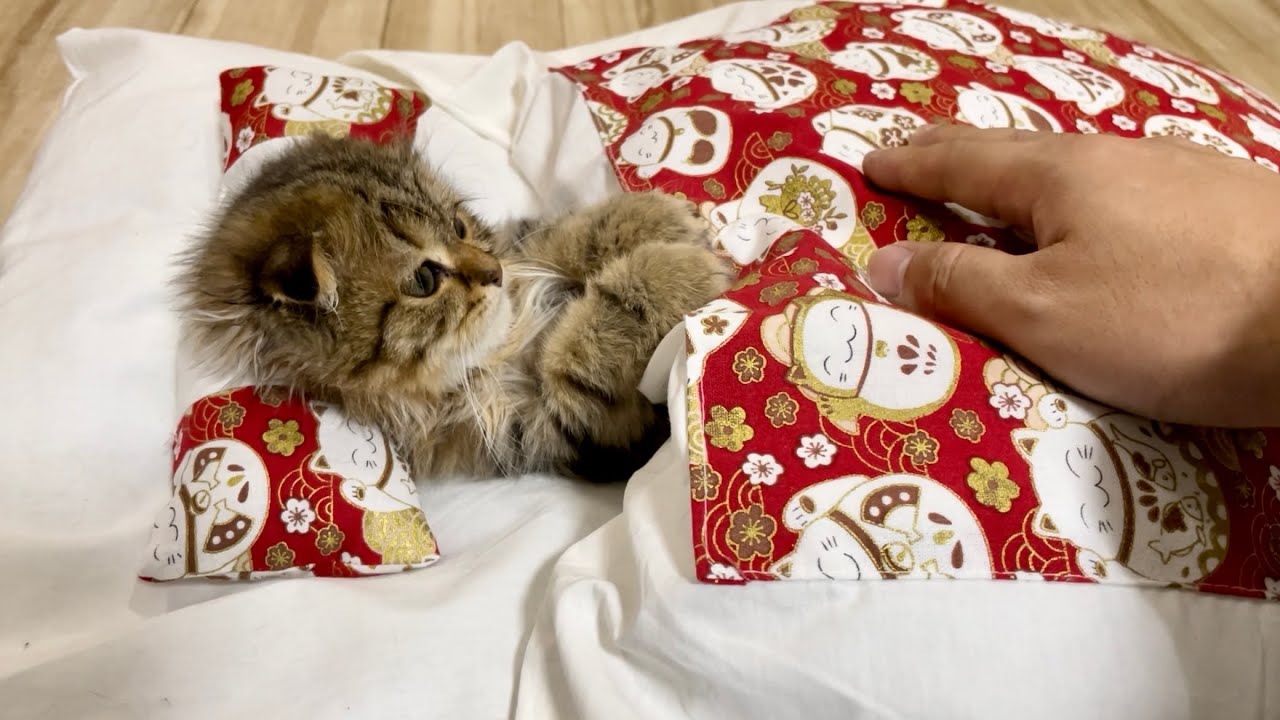 食後の子猫にお布団をプレゼントしたら気持ち良すぎてこうなりましたw
