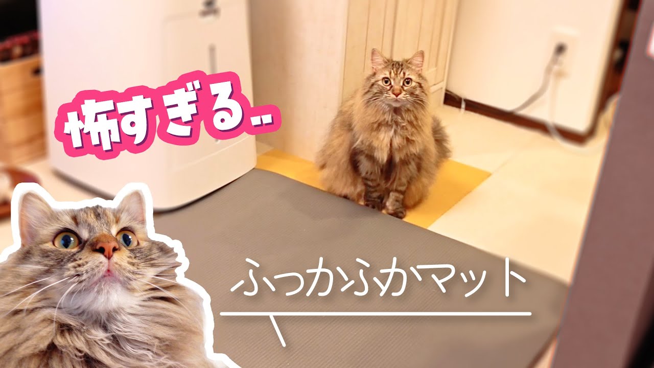 ヨガマットが怖すぎる猫の行動が面白すぎるｗｗｗ【サイベリアン】