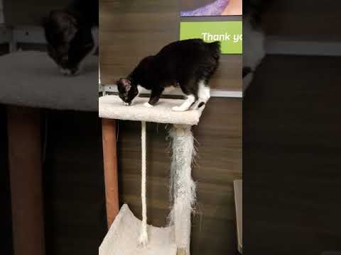 Kathy, a sweet tuxedo manx rescue