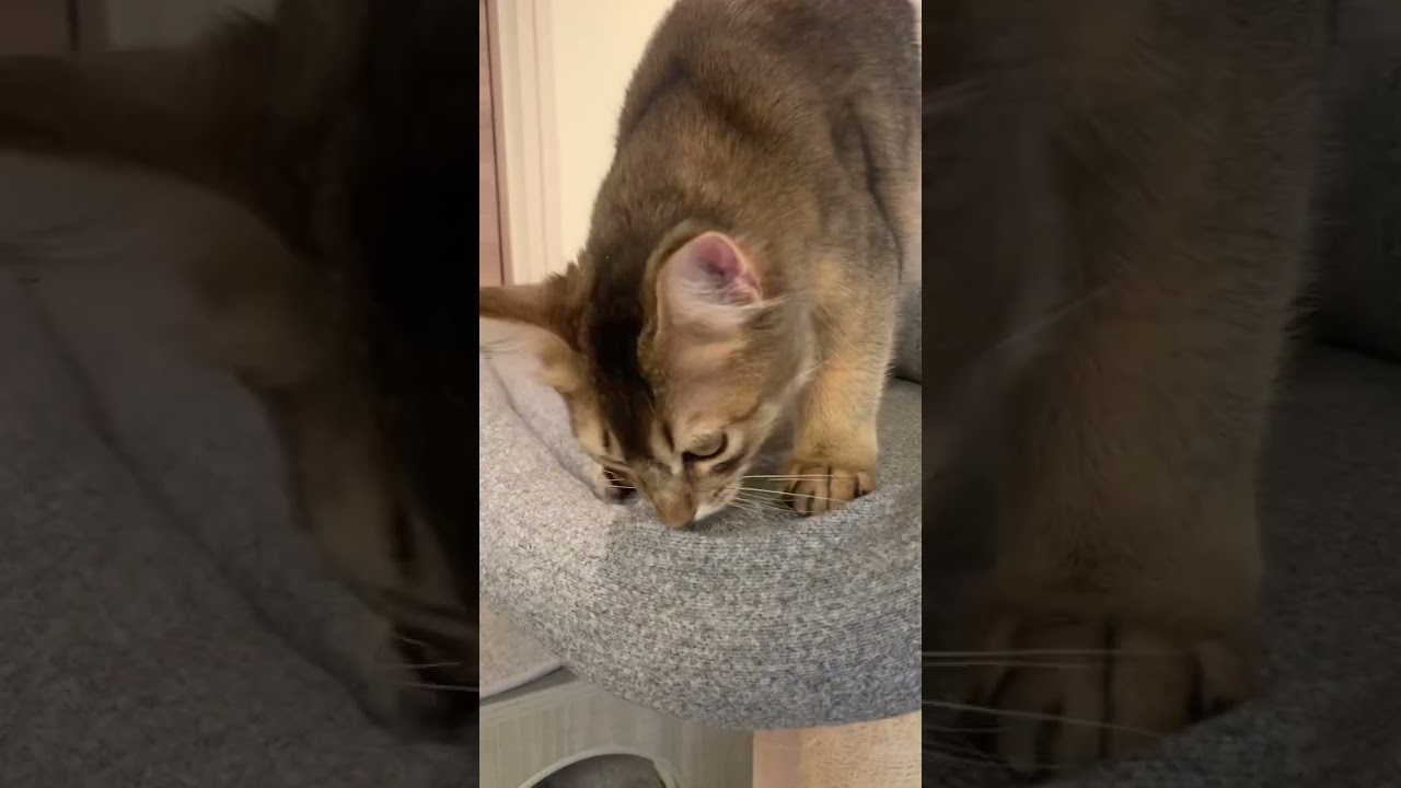 カメラが気になる子猫 #ソマリ #癒し猫動画 #しっぽ吸い