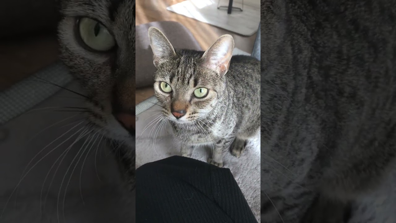 お年玉もらえてない猫の悲痛な叫び/ A cat(EgyptianMau) is crying so cute【エジプシャンマウ】【保護猫】#Shorts