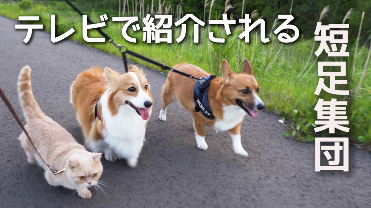 テレビで紹介される、短足集団【コーギー】【マンチカン】