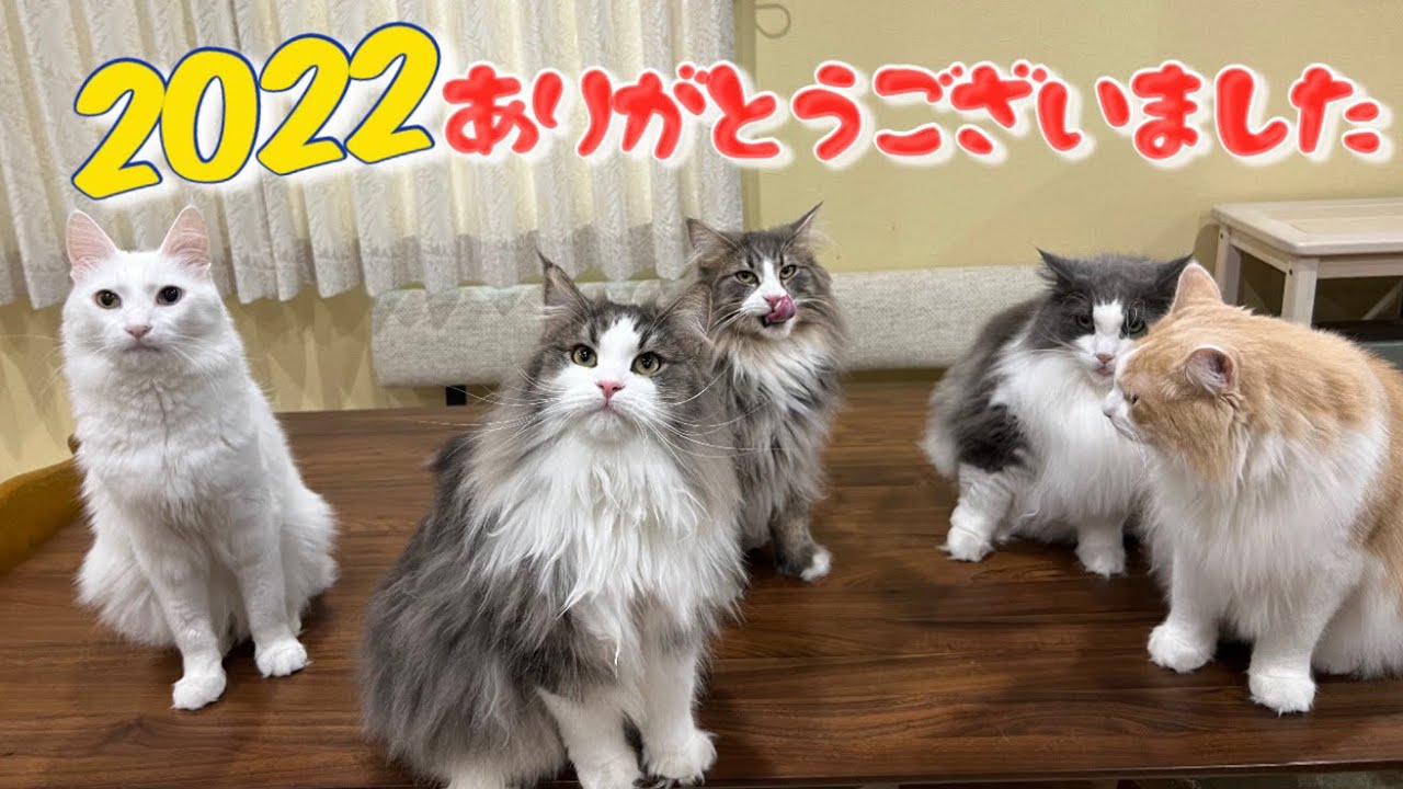 【大晦日】2022年の名場面集✨今年1年ありがとうございました！！