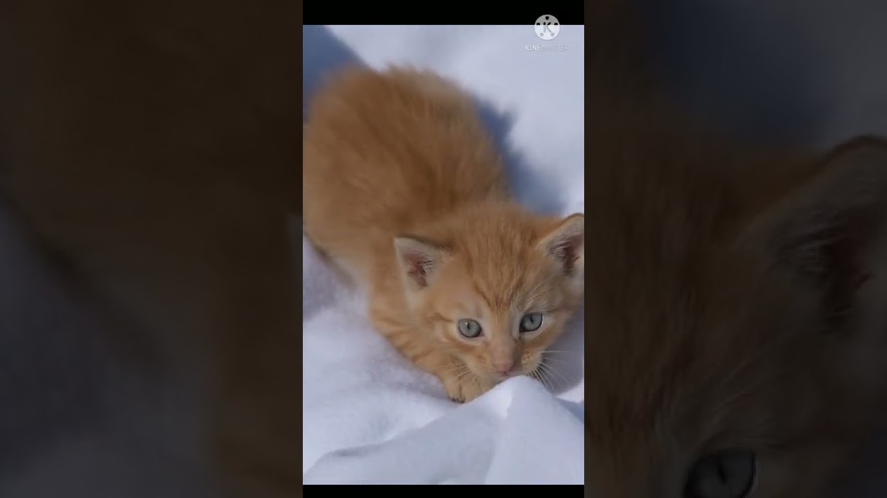cute little ketty // little brown cat vedio // cat lover of world #ketty #cat #shorts