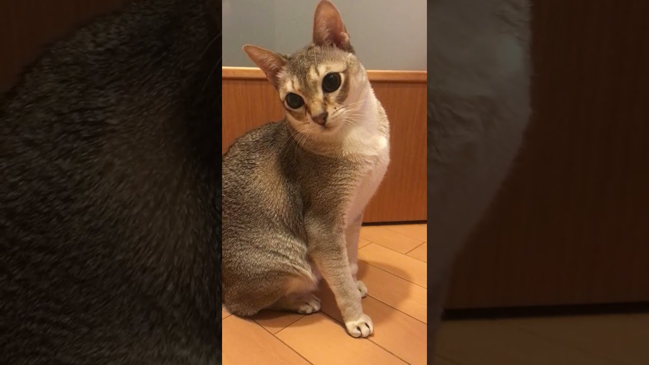 首をかしげているシンガプーラなのにゃ♪