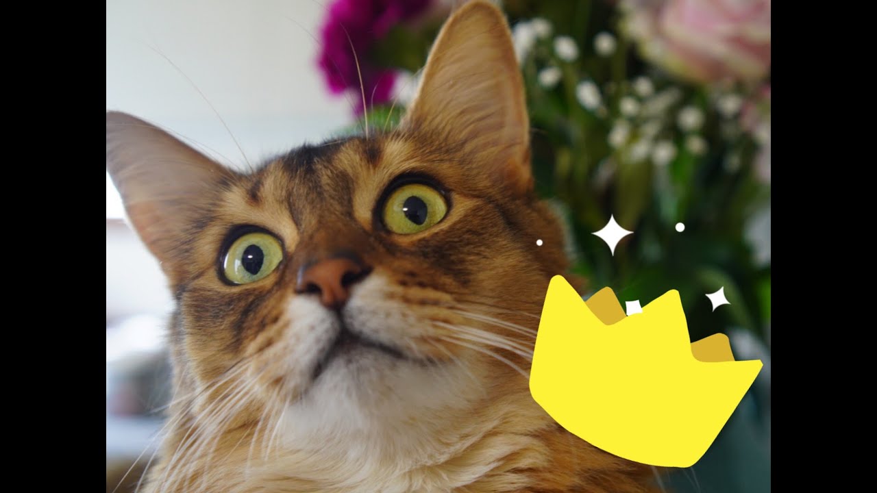 【ソマリとアメショ】先住猫にマウントをとりたいソマリ #shorts