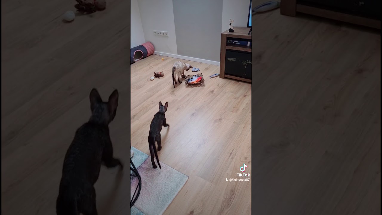 Kittens Cornish Rex are playing with piece of veggie!