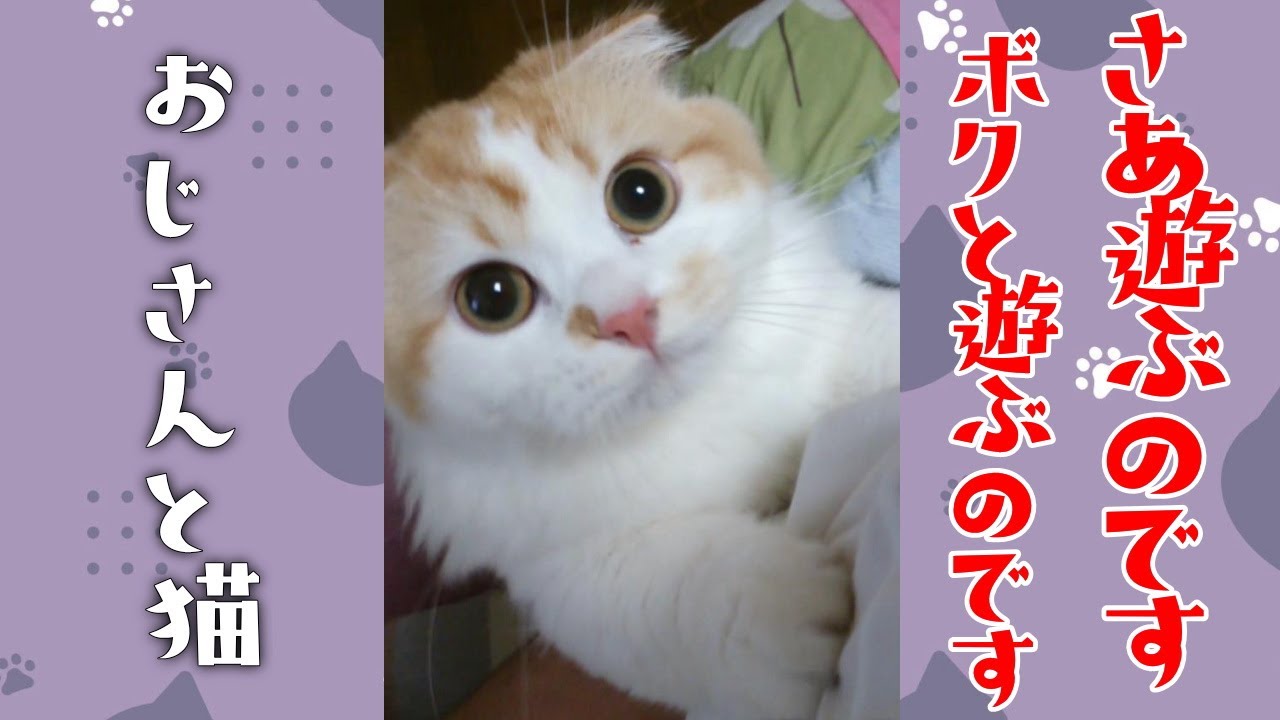 猫の積極的なアピール☆折れ耳マンチカン、スコティッシュフォールド、ターキッシュバン