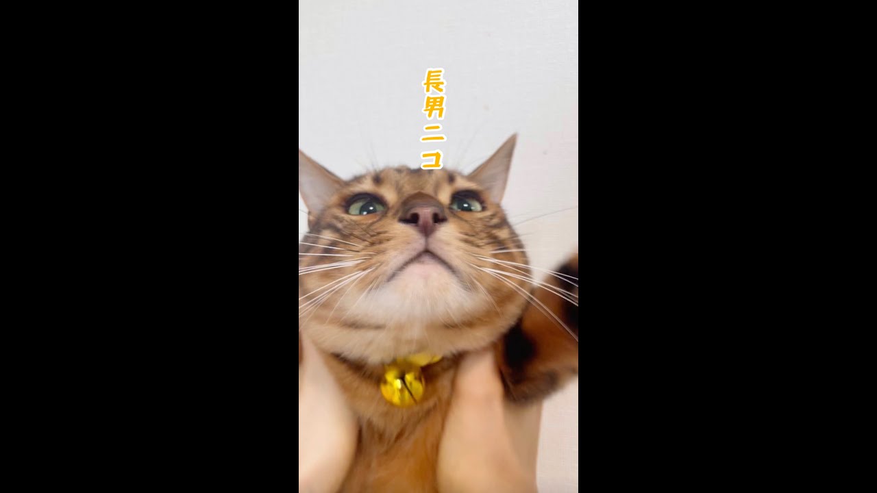 ベンガル猫エスカレーター🐈 #shorts