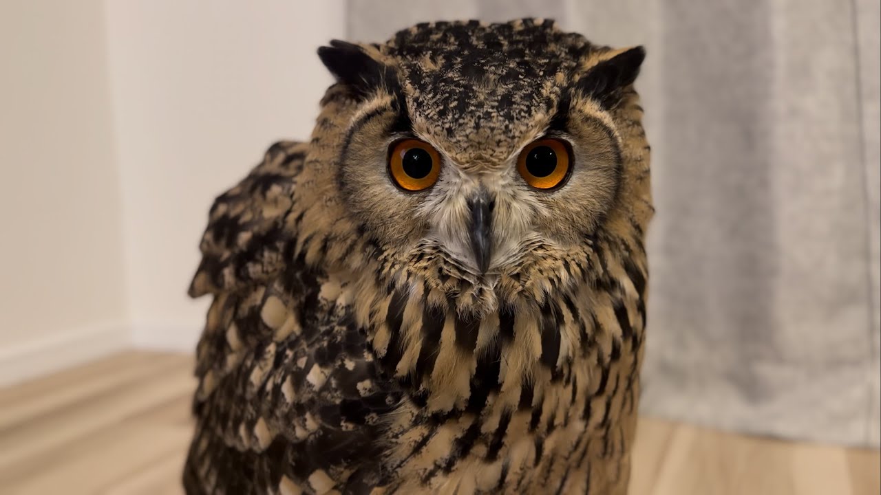 #573 ヤバい目をしたフクロウ 【ベンガルワシミミズク】