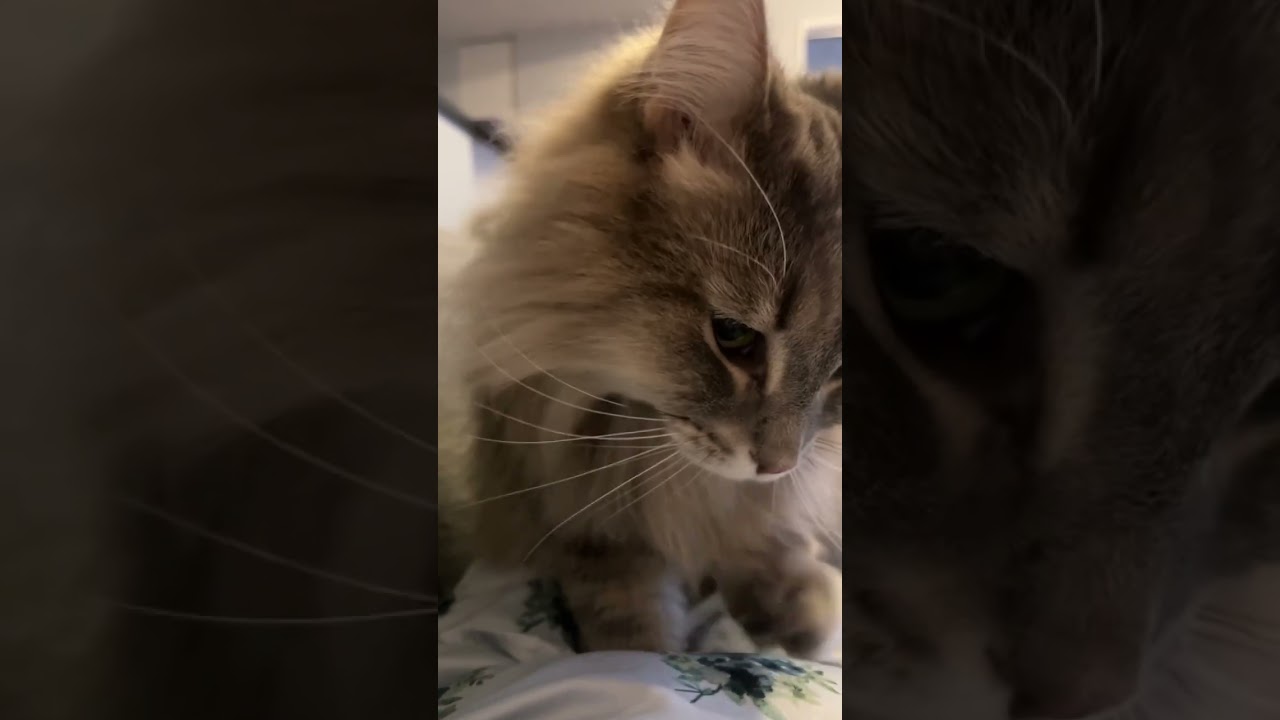 ねこのふみふみ屋さん #ノルウェージャンフォレストキャット #猫 #長毛種 #猫動画 #かわいい猫