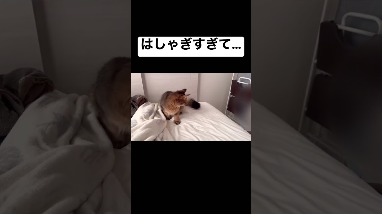 はしゃぎすぎたソマリの子猫 #おもしろ猫動画  #ソマリ #閃光のハサウェイ