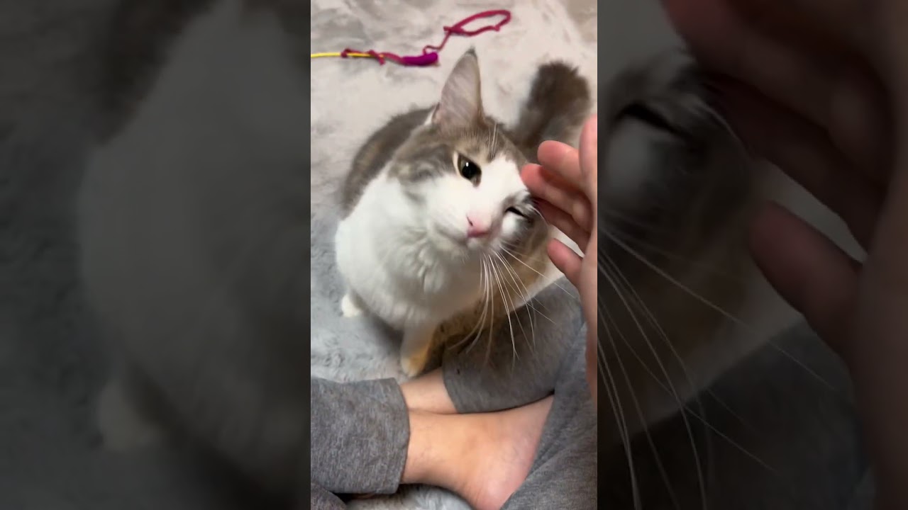 主に甘々だったのに嫁が帰宅した瞬間裏切るノルウェージャン#shorts