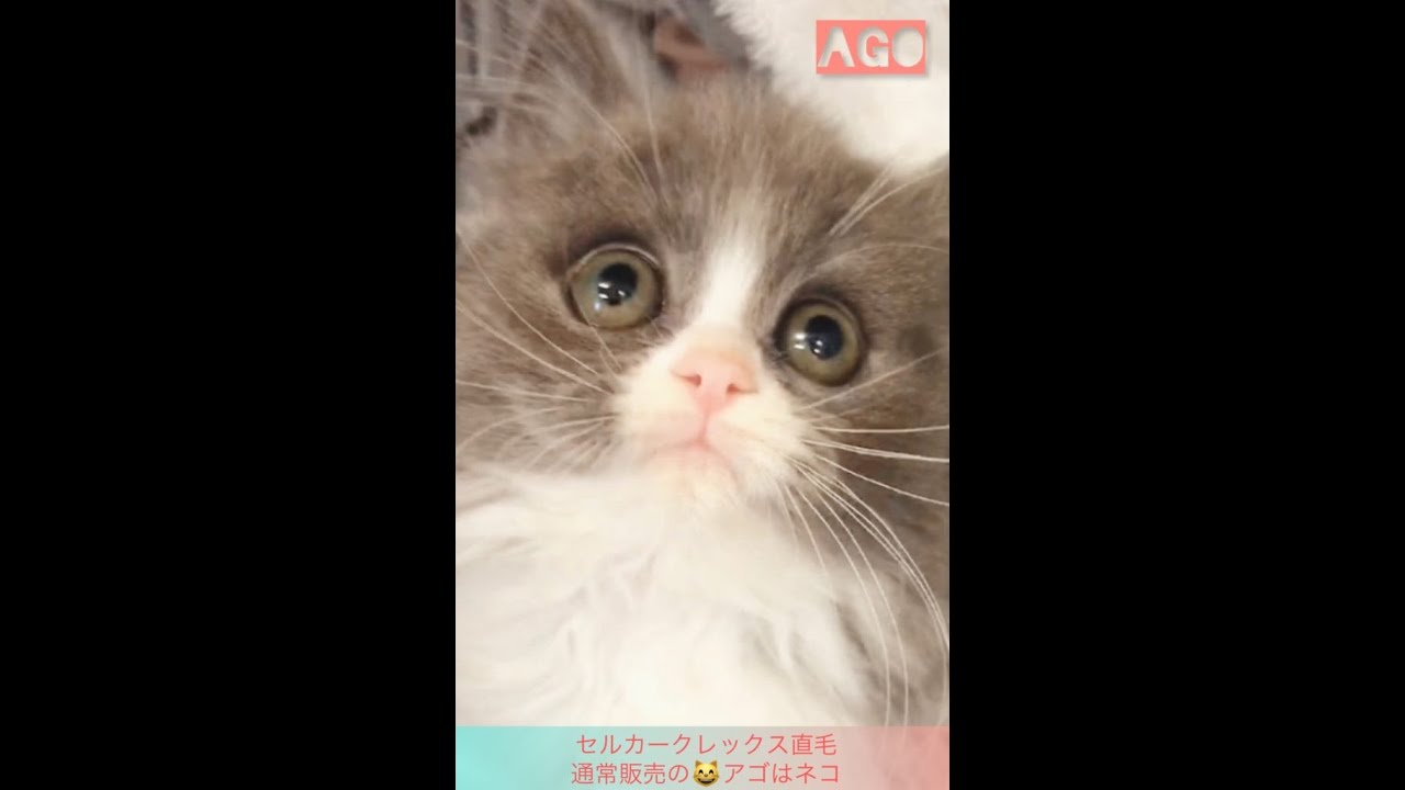 セルカークレックス直毛　通常販売😸ちゃん　アゴはネコ
