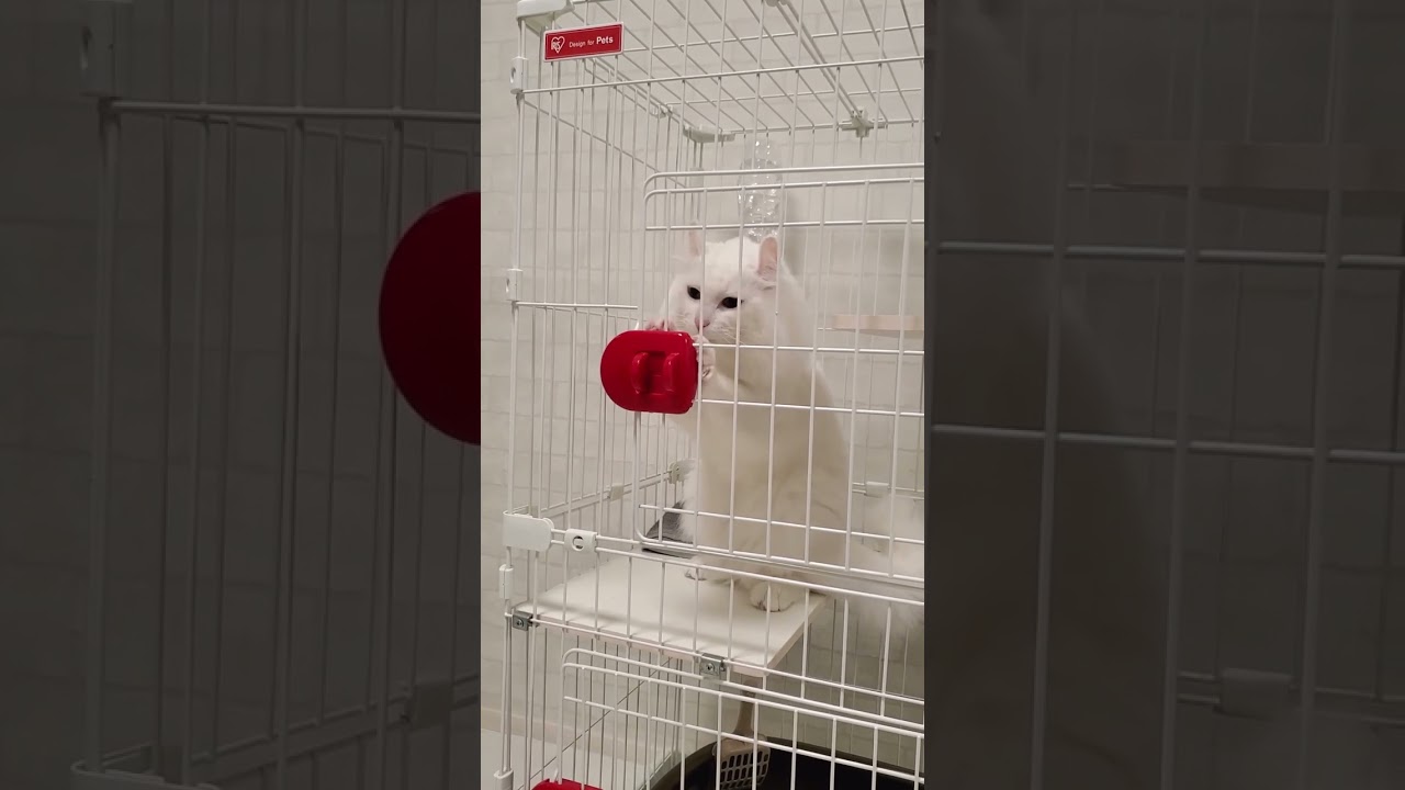 ケージの構造を理解て開けようとする天才猫 #shorts #アメリカンカール #猫動画