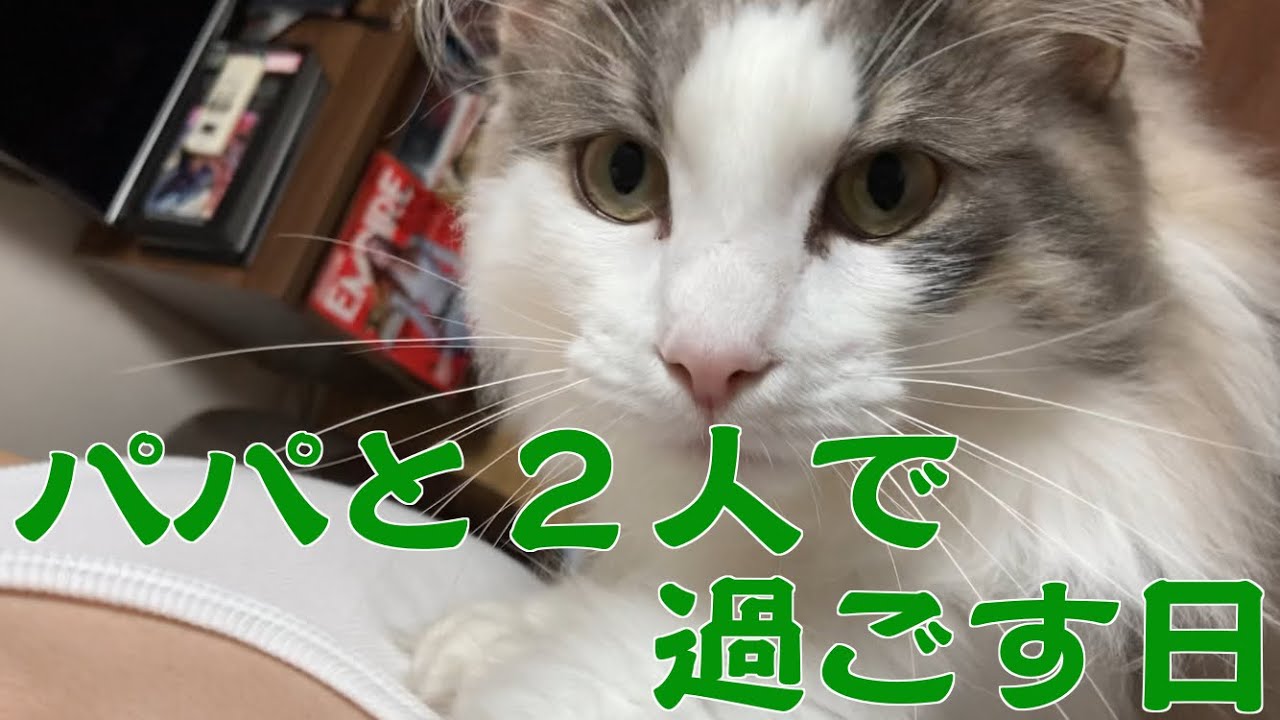 2人きりだと甘えん坊度が増すメインクーンの子猫