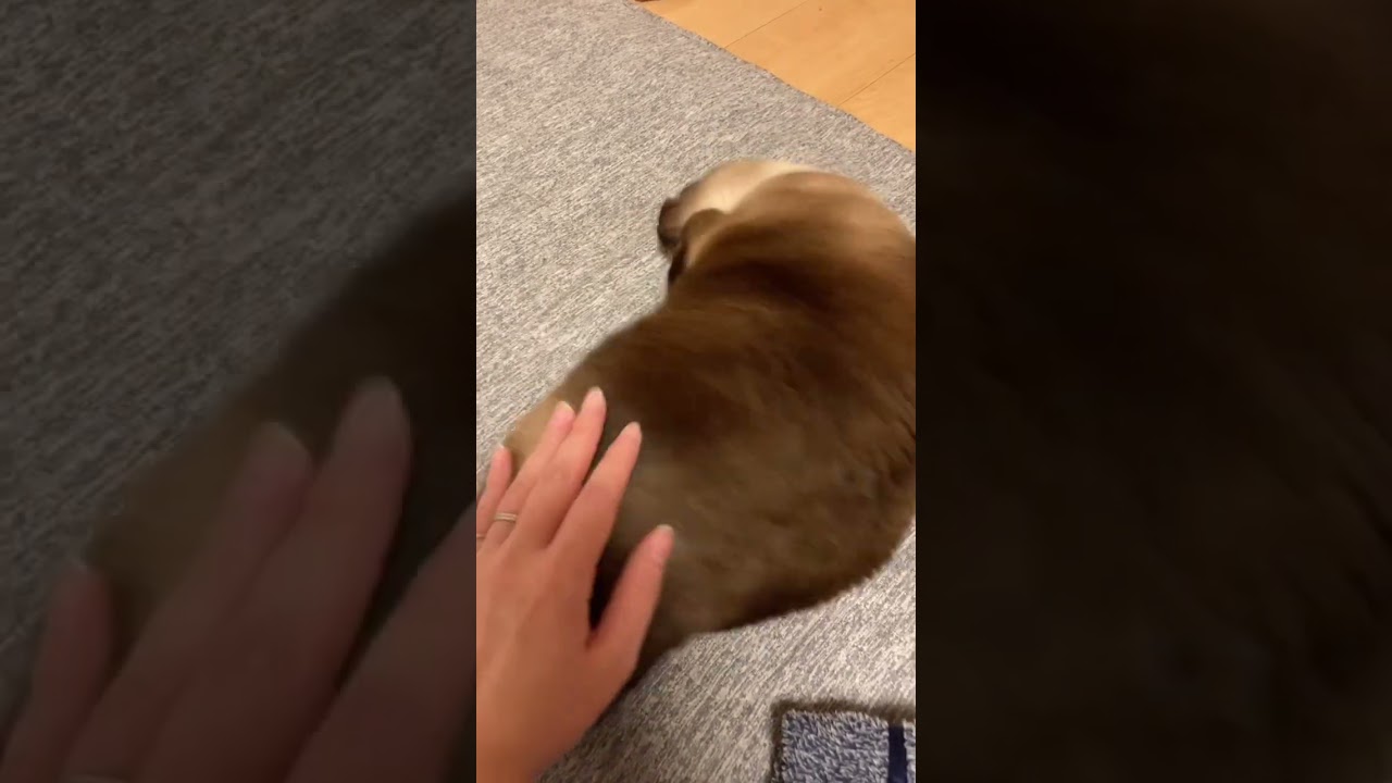 猫がお腹を見せてくれると嬉しい