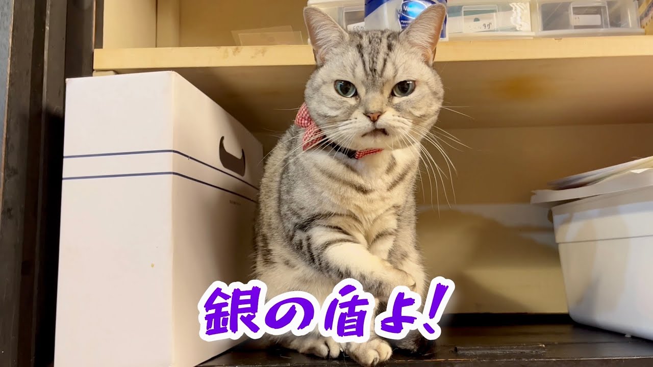 アメリカンショートヘアのあいちゃんチャンネルの来年の抱負は...