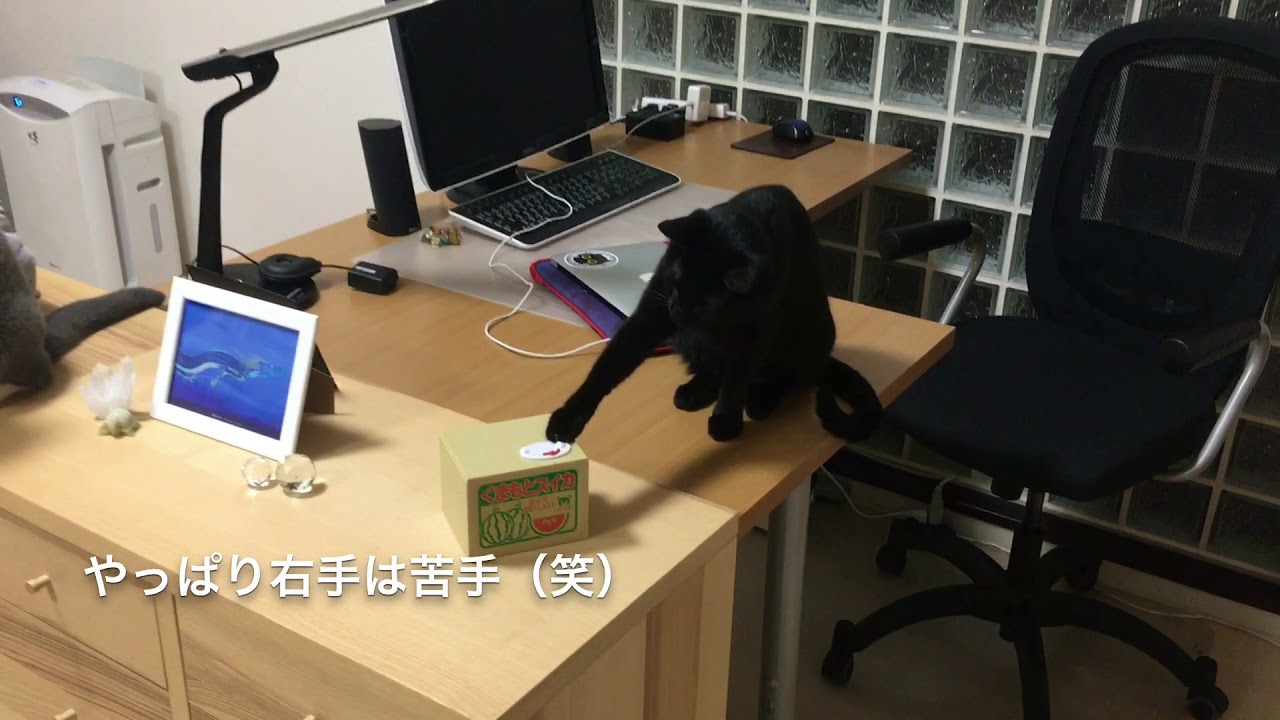 2018/07/21　セルカークレックスの梅子vo.318