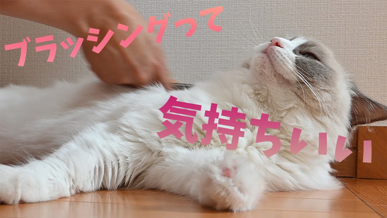 ブラッシング嫌いなラグドール猫が受け入れたスリッカーブラシ！ブラシを変えたら好きになりました。A slicker brush that cats like brushing haters love