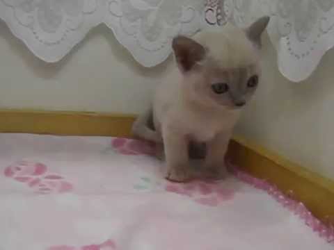 トンキニーズ　子猫　豊田ケネル