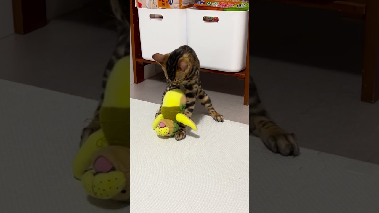 あっ、勝っちゃった・・・ｗ【ベンガル子猫】＃Shorts