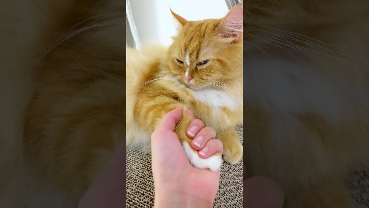 【ラガマフィン】猫と握手会してみた。