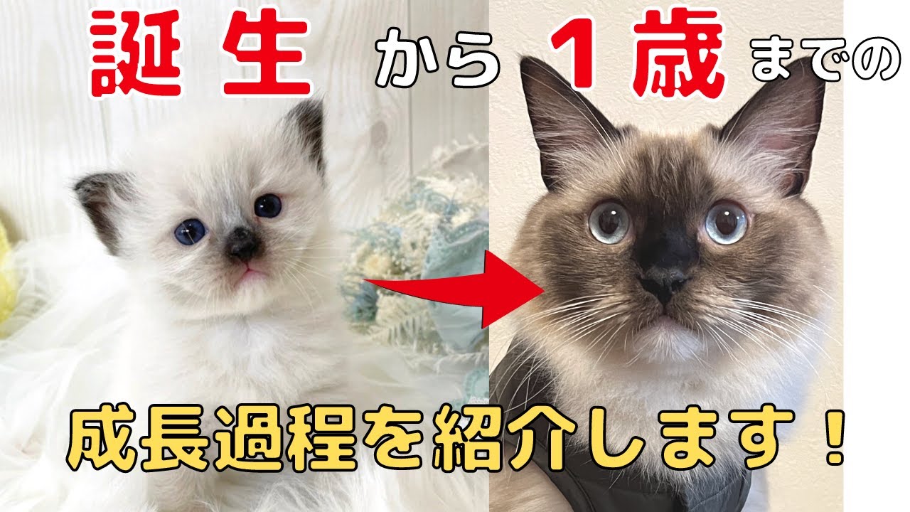 ラグドール猫の誕生から１歳まで、どのように成長するのかお見せします！